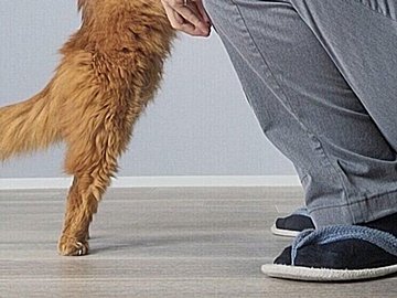愛情たっぷり!“お出かけの儀式”でお互いに充電する猫ちゃんと飼い主さんに10万いいね「心が温かくなる」