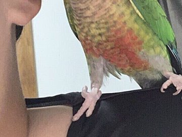 大好きな飼い主さんの肩にとまったウロコインコ。耳に顔を突っ込み、”ゼロ距離”で愛を叫ぶ!?