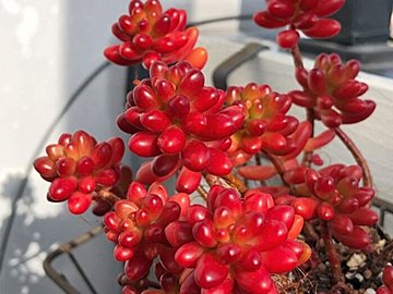 【多肉植物】いまがトップシーズン!冬に買いたい多肉植物3選