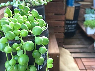 【多肉植物】あわてて買って大後悔!涼しくなるまで待つべき品種をマニアが厳選!