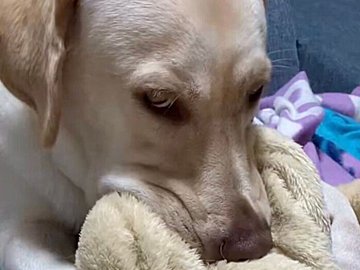 遊んでアピールするもメイク中の飼い主に断られ、すねちゃったラブラドール・レトリバー!毛布をアムアム噛み続けるいじらしい姿に1.8万人が胸キュン