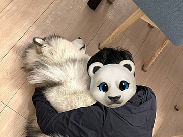 成人男性と遊ぶアラスカンマラミュート犬。ほぼ変わらない体格を見て「こんなに大きくなったのか!」成長に驚く