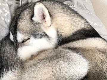 見事なワンモナイトが完成!まるで猫みたいに丸くなって眠るシベリアン・ハスキーに「いいね」が集まる