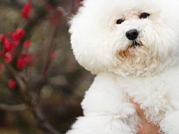 一息フッとしたら頭が欠けた?!トイプードル、たんぽぽの綿毛のような頭に「最高にかわいい」の声と11.6万件のいいね