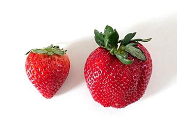 イチゴの失敗しない選び方のポイントは3つ!料理家の解説「早く知りたかった」の声