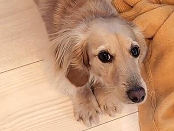 「これはながーーーーい」!飼い主も「すごく長い」と感じたミニチュア・ダックスフンドに6.4万件のいいねと驚きの声