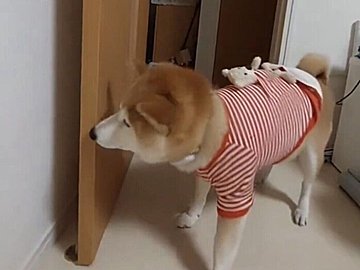 ドアの開け閉めをする柴犬が賢すぎると話題に!閉めたあとのドヤ顔に「お利口さん」「よくできました」の声