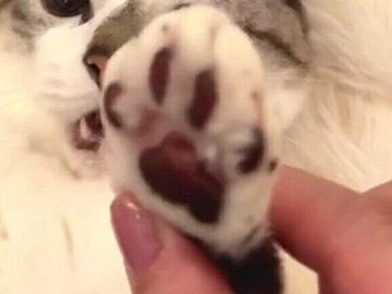 【爪伸びているかな?】チェック中の表情がかわいすぎる猫ちゃんに4.4万いいね!ぴえん顔に「完全一致」
