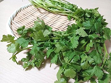 【旬食材】国産の旬がやってきた!自分好みを見つけるためのパクチーの選び方を野菜ソムリエが解説