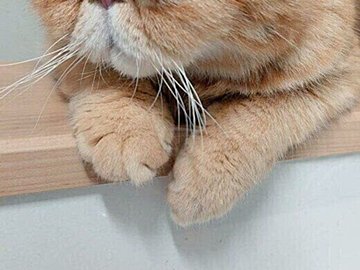 まるでコント!?先輩猫の鋭い視線を受けるエキゾチックショートヘア「後ろ後ろ!」とコメント欄もドキドキ
