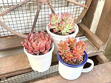 【多肉植物】即買い推奨!元気なピンクがかわいい「春色多肉」3選