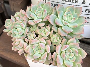 猛暑のベランダでも大丈夫?水やりはいつでもいいの?多肉植物を暑さで枯らさないための対策5選