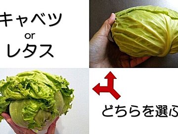 生でも加熱してもおいしい「キャベツ」と「レタス」、選ぶならどっち?目的別おすすめポイントをご紹介!