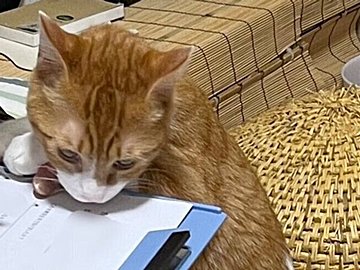 猫好きにはたまらない、にゃんこたちがスリスリ寄ってくる整体院!「猫が邪魔でしたら、どかします」という飼い主に、「もっと邪魔して」の要望も