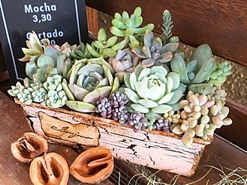 【100均で買える】暑さに強くて初心者向き!夏に楽しめる「タフ系」多肉植物5選