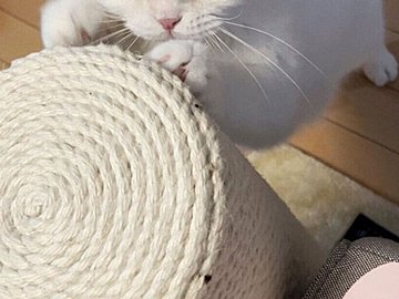 「なかにおじさんが入っているのかな?」新品の爪とぎ器を味わう猫の表情が完全に職人で「とぎ心地をかみしめているみたい」