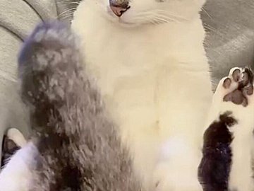 苦手な歯磨きをされて、しょんぼり顔のにゃんこ。しっぽをパタパタと揺らしてちょっぴり怒りつつも、飼い主の腕の中で甘えるしぐさが「かわいすぎる」と1.5万いいね