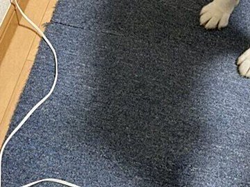 9.3万人が感動!「電源コードは触っちゃダメ!」の言いつけを徹底的に守り抜くハスキーに、「いい子すぎて涙目になりました」の声