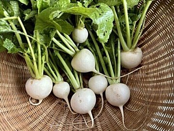 野菜のプロが解説!スーパーでカブを買うときにおいしいものを見分けるコツとは?