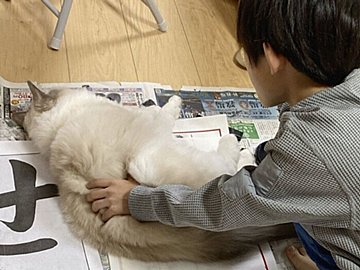 宿題をやり遂げたい小3息子と遊んでほしいネコちゃんの譲れない戦い!1.8万人が熱い勝負を見守る