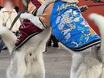 浅草雷門の前で突然始まったハスキー犬のワンプロ。スカジャンを着た二匹の激しいじゃれ合いに4.1万件のいいね
