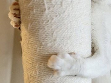 柱にしがみつくネコ「業者さん帰ったかな?」人見知り全開のしぐさがかわいすぎると4.3万いいね