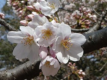 【桜前線北上中】お花見はいつまで可能?注目すべき桜の「赤信号」を気象予報士が解説
