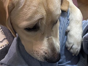 ドッグランに行く準備をしていたら、「大好きな飼い主がおでかけしちゃう!」と勘違いしたラブラドール・レトリバー!足にギュッと抱きつく姿に7.7万人が悶絶