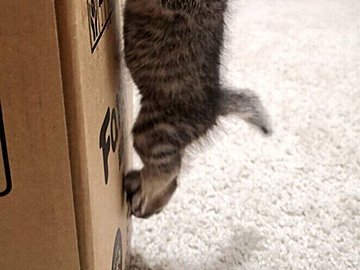 小さくたって関係ない!生後1カ月でも「猫は高いところが好き」箱にのぼろうとがんばる姿がかわいすぎた