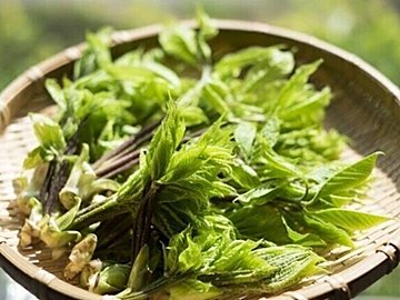 腹痛や肌荒れが起きることも……食べすぎには注意したい「山菜の女王」って?