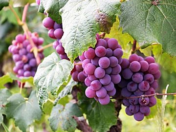 野菜のプロが解説!ぶどうをスーパーで買うときにおいしいものを見分けるコツとは?