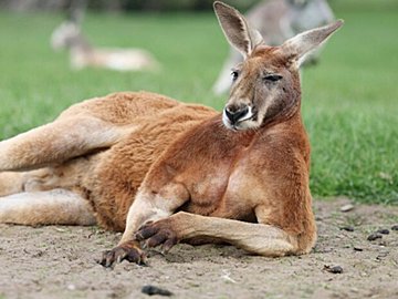 カンガルーは全員左利き?実は動物にも“利き手”があった