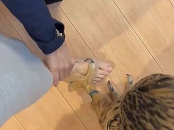 飼い主さんの足をつかんで遊ぶフクロウ。「気遣う優しさ」と「あどけなく喜ぶ姿」がたまらなくかわいい!