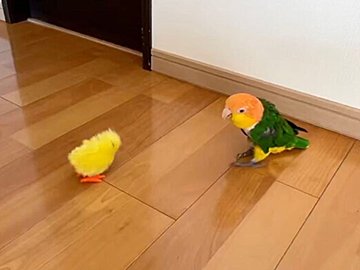 鳥のおもちゃから逃げたつもりだったのに!なぜか近づいちゃうインコに6.6万人が爆笑!「笑いすぎてお腹イタイ」の声