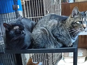 猫用品を収納するために購入したはずのワゴンが猫マンションに?!満員御礼の人気振りに5.6万件のいいね