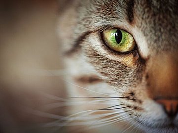 怪盗キャッツアイ現る!衝撃の瞬間に29万人がびっくり。正体はかわいすぎるネコちゃんたちだった