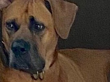 「犬、本当に表情が豊かで」→土佐犬の写真を見て吹き出す人続出!豊かすぎる表情に「人かな」の声
