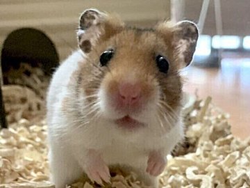 もしかして引き止めてる?小さいけれど最大級のかわいさを発揮するハムスターに4.2万件以上のいいね