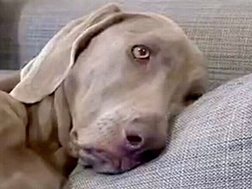 「犬じゃなくておじさんを育てている?」人間味溢れすぎな2匹のワイマラナーに、7.7万件のいいねと「たぶんおじワン」の声集まる
