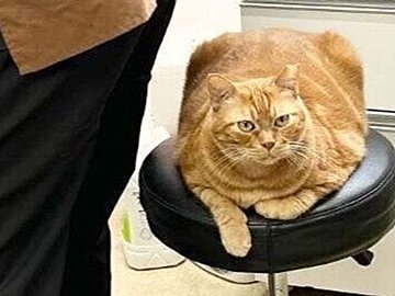 病院内で暮らす猫、仕事中の先生の椅子に座りドヤ顔!?すっかり寛いでいる姿に12.5万件のいいね