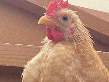 階段を登ったはいいものの、降りられないチャボ!困り果てて飼い主をじっと待つ姿が「かわいすぎる」と4.9万人悶絶