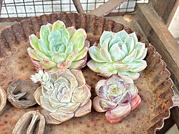 【多肉植物】多肉も韓流!コロンと丸いフォルムがかわいい「韓国苗」の秘密