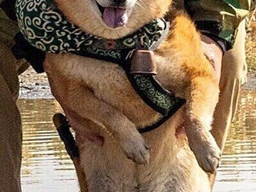 水たまりがどうしても気になる柴犬「もう何回目?」飼い主さんにレスキューされるもニコニコ笑顔