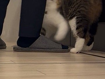 元保護猫のおもしろい瞬間に遭遇!飼い主の足にまとわりつきドジした愛猫を笑うと、まん丸の目でにらまれる