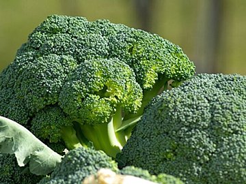 あなたも間違えてるかも!?やってはいけないブロッコリーの保存方法