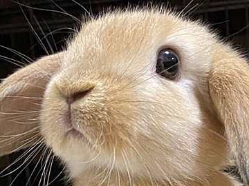 うさぎのベビー期はあっという間!体重が5倍に増えたうさぎの顔つきの変化に注目が集まる