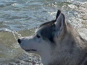 凛々しい表情で海を見つめるハスキー犬。「救助犬ですか？」と聞かれるも、「いえいえ、泳ぎは苦手です」!?かっこいい見た目とのギャップに、7.6万人が胸キュン！