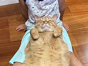 「幸せそうなニャンコ」旅行から帰宅した長男に安心して甘える姿がかわいくて癒される