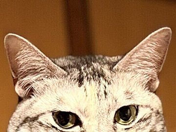 マットレスがキャットタワーに変身！掃除中の飼い主さんをドヤ顔で見守る猫ちゃんがかわいくて癒やされる