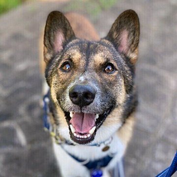 信頼されてる証拠 犬が飼い主にお尻をくっつけてくるときの気持ち いぬのきもちweb Magazine